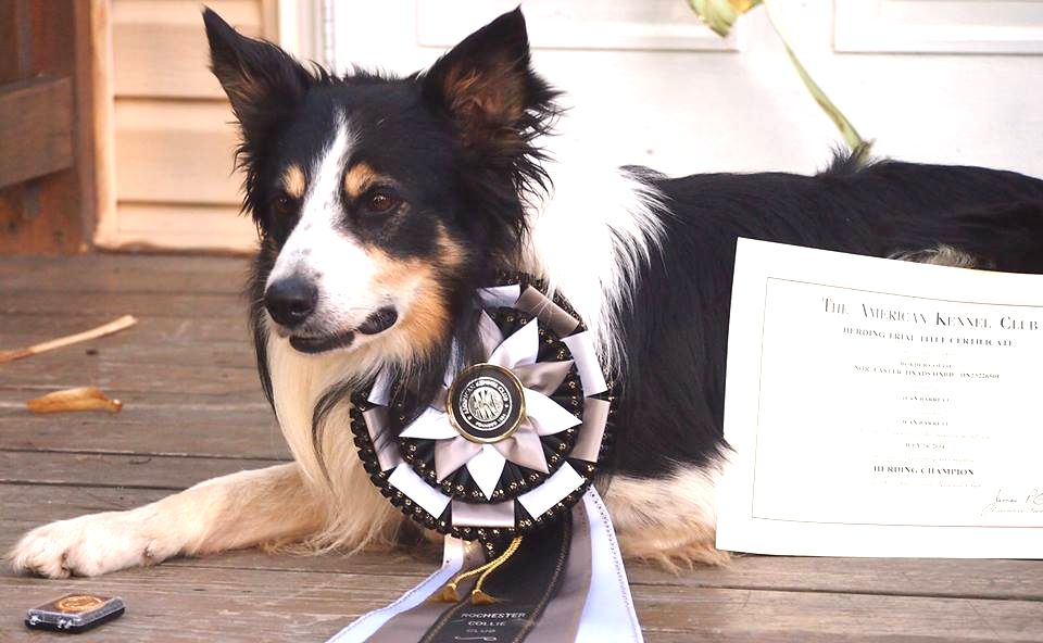 Border Collie with AKC Herding Awards