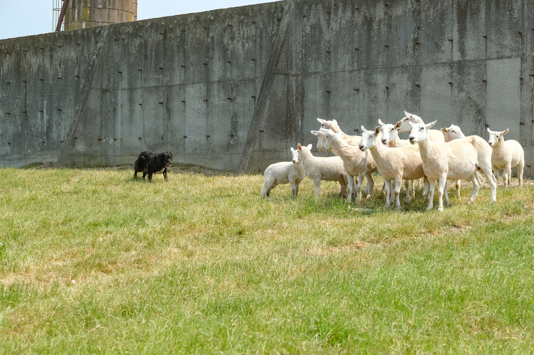 Black Australian Shepherd working sheep at Finger Lakes Equestrian Center.  Canandaigua, NY