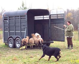 Rottweiler moving sheep into horse trailer.