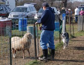 Blue Merle Australian Shepherd moving sheep into a pen with a man.
