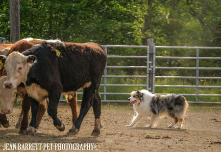 Blue Merle Australian Shepherd working Cattle at Double S Arena, Irving, NY