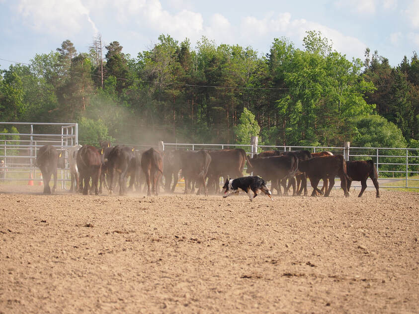 Border Collie moving cattle at Double S Arena, Irving, NY