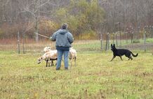 Black German Shepherd herding sheep with shepherdess.