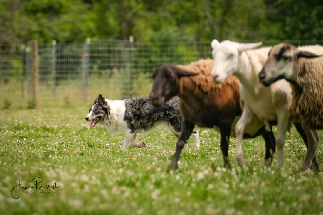 Border Collie working sheep in large field.  Canandaiqua, NY