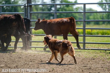 Red Australian Shepherd working cattle at Double S Arena, Irving, NY
