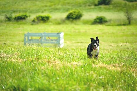 Border Collie in a green pasture.